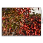 nandina_berries_greeting_card-rcce6df860d0e41229511e6678de3ec34_xvuak_8byvr_380