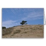 point_reyes_tree_greeting_card-r46faabde9704445d98f0857787e4ce44_xvuak_8byvr_152