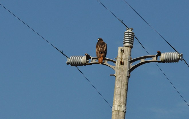 Hawk on pole